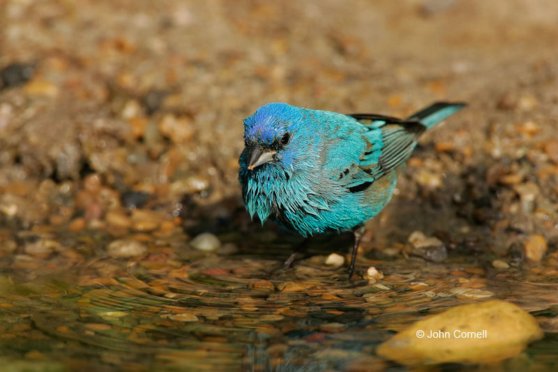 Bunting;Indigo Bunting;One;Southwest USA;Texas;avifauna;bird;birds;color image;color photograph;feather;feathered;feathers;natural;nature;outdoor;outdoors;wild;wilderness;wildlife
